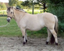 horse Paula (Fjord Horse, 2008, from Drafur)