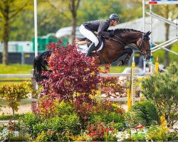 jumper Isis (KWPN (Royal Dutch Sporthorse), 2013, from VDL Cardento 933)