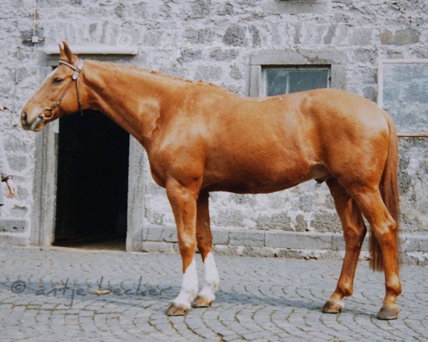 Pferd Hannibal (Trakehner, 1974, von Schwarm)