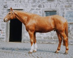 horse Hannibal (Trakehner, 1974, from Schwarm)