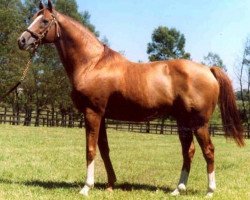 stallion Nedawi xx (Thoroughbred, 1995, from Rainbow Quest xx)