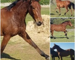 horse Anova de Finca Barroco (Pura Raza Espanola (PRE), 2017)