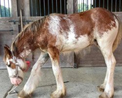 Pferd Cedarlane Optimus Prime (Clydesdale, 2018, von Iron Horse MM Steele)