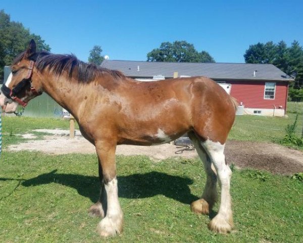 Pferd Cedarlane Emma (Clydesdale, 2016, von Iron Horse MM Steele)