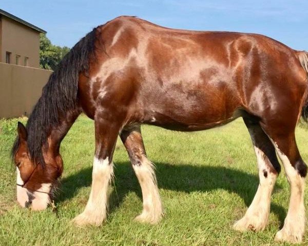 Zuchtstute Cedarlane Pearl (Clydesdale, 2011, von S B H Phoenix)