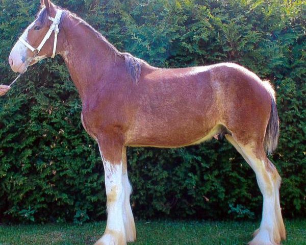 horse Cedarlane Bert (Clydesdale, 2017, from Iron Horse MM Steele)