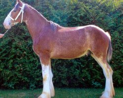 Pferd Cedarlane Bert (Clydesdale, 2017, von Iron Horse MM Steele)