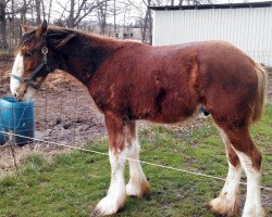 stallion Cedarlane Ace (Clydesdale, 2014, from Maplewood Danielle's Lucas)