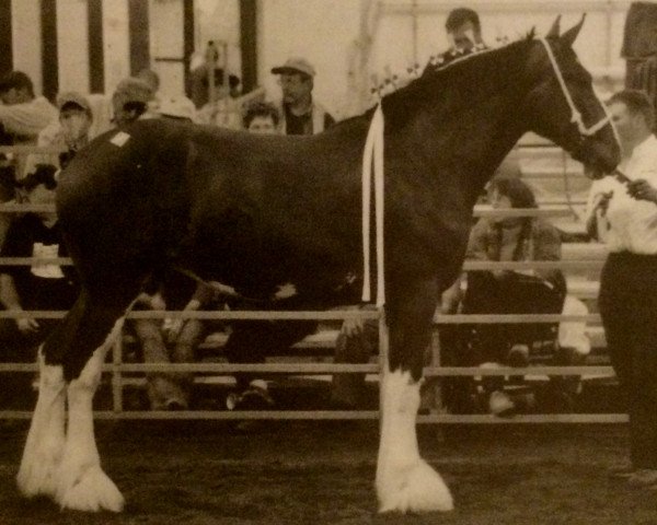 Zuchtstute Great American Abigail Adams (Clydesdale, 2004, von Greendykes Reflection)