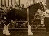 Zuchtstute Great American Abigail Adams (Clydesdale, 2004, von Greendykes Reflection)