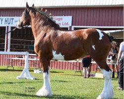 Zuchtstute Irish Thunder's Celtic Fila (Clydesdale, 2012, von Thistle Ridge Argyll Enhancer)