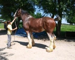 horse Carson's Indiana (Clydesdale, 2016, from Alamar L.S. Lightning)