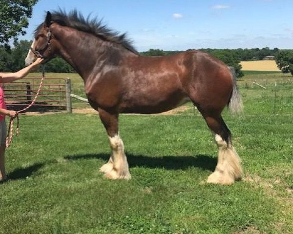 Pferd Carson's Haillie's Highlight (Clydesdale, 2015, von Alamar L.S. Lightning)