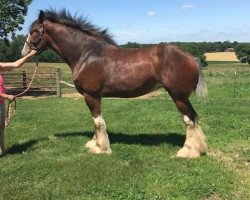 horse Carson's Haillie's Highlight (Clydesdale, 2015, from Alamar L.S. Lightning)