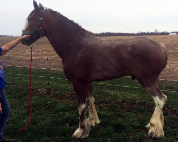 horse Carson's Dynamo (Clydesdale, 2011, from Thistle Ridge Argyll Enhancer)