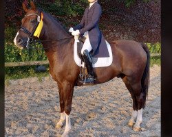 dressage horse Sylt 2 (Westphalian, 2009, from Sir Donnerhall I)