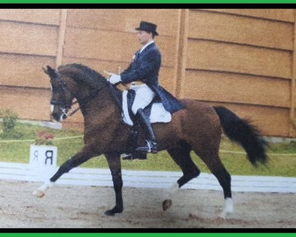 horse Royal of Night (Hessian Warmblood, 1998, from Rodgau)