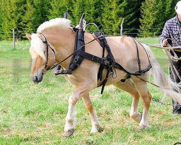 stallion Romeo's Cabri (Fjord Horse, 2002, from Idon Busklund)