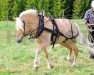 stallion Romeo's Cabri (Fjord Horse, 2002, from Idon Busklund)