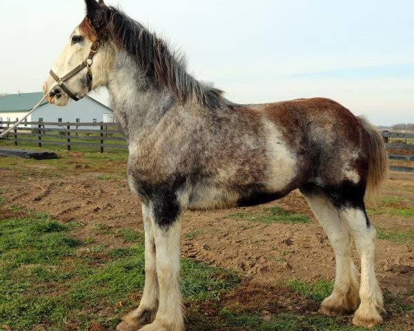 broodmare Blackgate Lady Grey (Clydesdale, 2013, from Armageddon's Lord Lazarus)