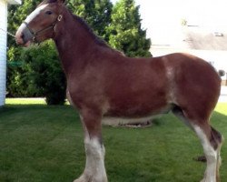 Pferd Blackgate Lady Grace (Clydesdale, 2014, von Blackgate Avalon)