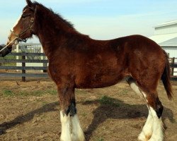 Zuchtstute Blackgate Bonnie Jean (Clydesdale, 2013, von Armageddon's Lord Lazarus)