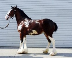 Pferd Ashlane Connor's Jen (Clydesdale, 2013, von Blackgate Connor)