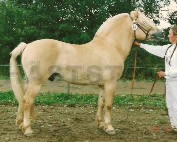 stallion Solhems Nalle (Fjord Horse, 1979, from Vilgot 60 SWE)