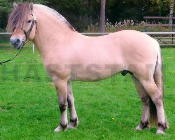 stallion Denver (Fjord Horse, 2002, from Dalar N.2120)