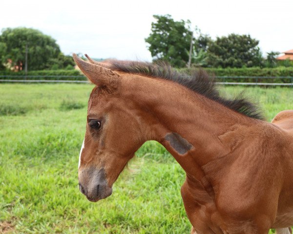 Zuchtstute Miracle MFR (Brasilianisches Reitpferd, 2017, von Caleandro)