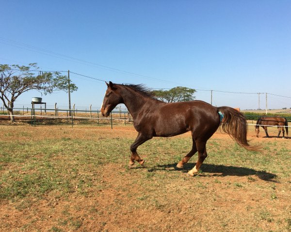 broodmare Ballerina MFR (KWPN (Royal Dutch Sporthorse), 2006, from Larino)