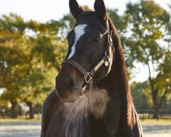 broodmare Zenyatta xx (Thoroughbred, 2004, from Street Cry xx)