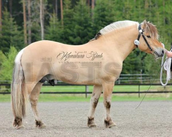 horse Daqar (Fjord Horse, 2008, from Denver)