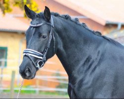 dressage horse Vesna 4 (Hanoverian, 2013, from Viscount 22)