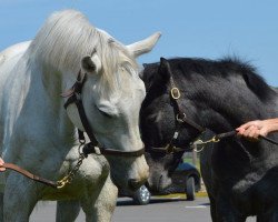 Pferd Stute von Deep Impact xx (Englisches Vollblut, 2017, von Deep Impact xx)