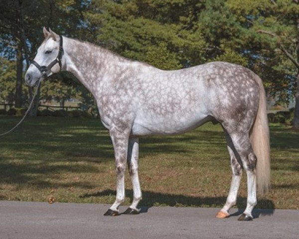 stallion Flashback xx (Thoroughbred, 2010, from Tapit xx)