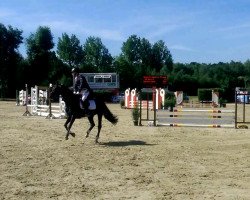 stallion Bünteeichen-Manolito (German Riding Pony, 1990, from Matcho AA)