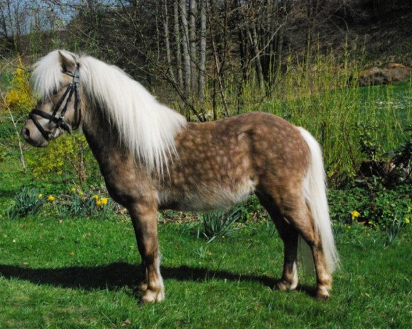 Deckhengst Johny (Deutsches Classic Pony, 2016, von Janko Boy vom Schedetal)