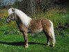 stallion Johny (German Classic Pony, 2016, from Janko Boy vom Schedetal)