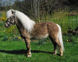 stallion Johny (German Classic Pony, 2016, from Janko Boy vom Schedetal)