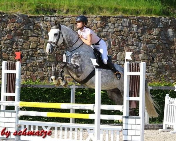 jumper Chasper White (German Sport Horse, 2013, from Calibri)