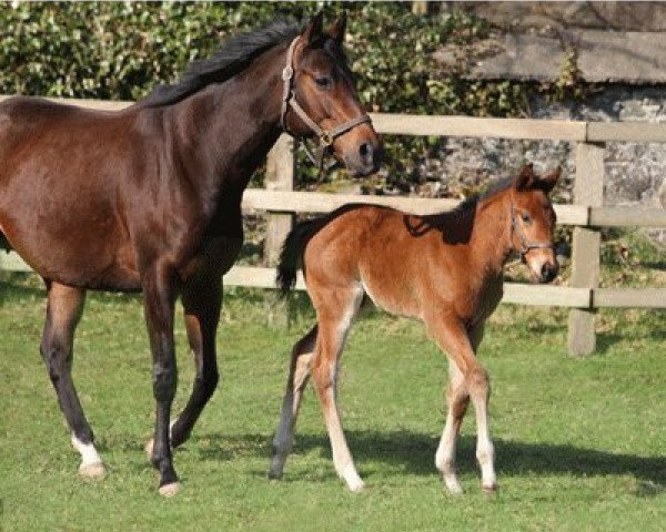 stallion Zarkash xx (Thoroughbred, 2011, from Sea The Stars xx)