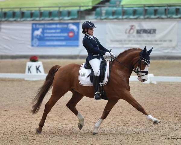 dressage horse Toledo 40 (German Riding Pony, 2008, from Top Anthony II)