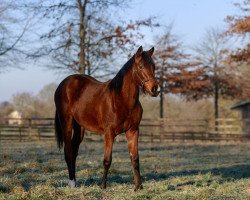 horse Paris xx (Thoroughbred, 2018, from Shalaa xx)