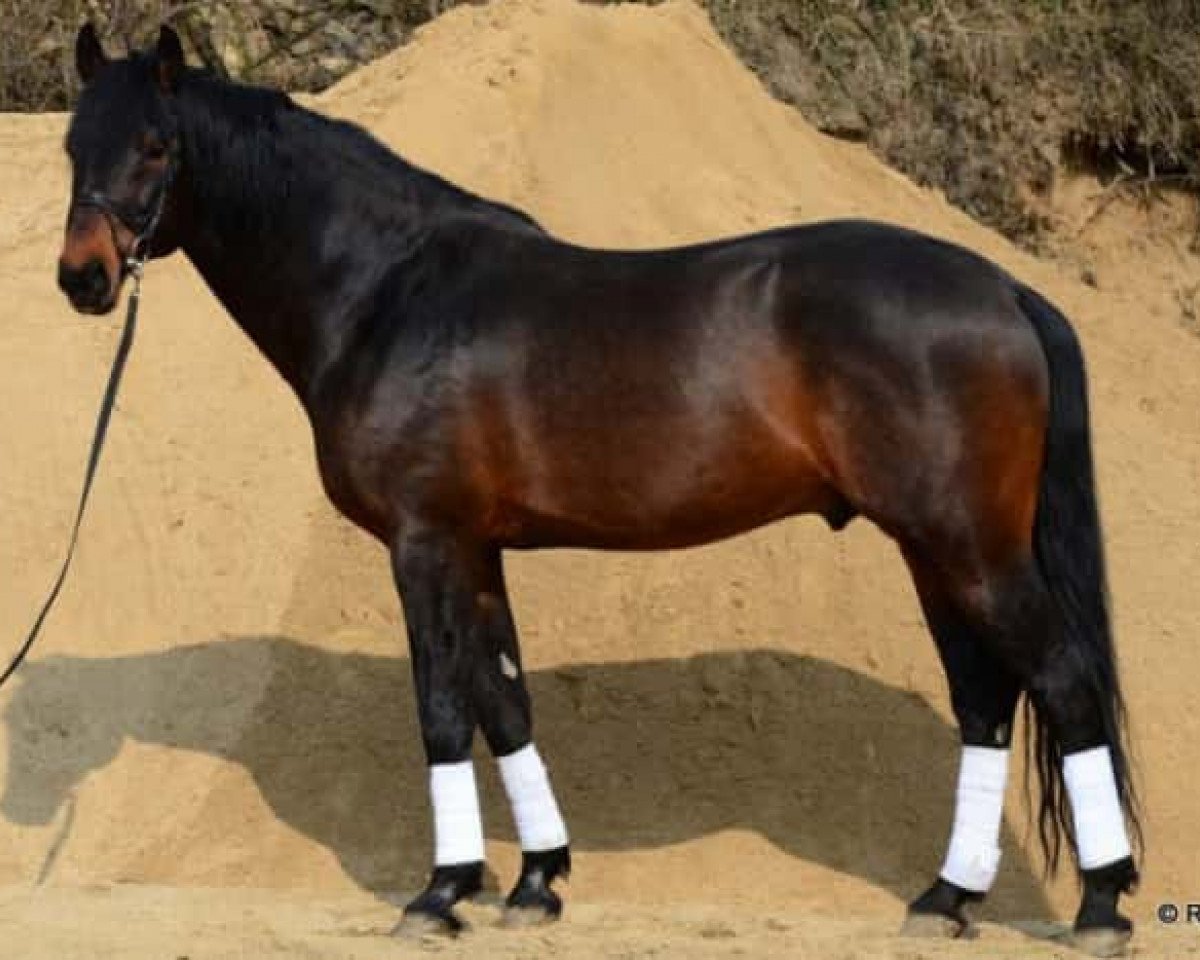 stallion Acordino-T (Holsteiner, 1997, from Acord II)