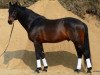 stallion Acordino-T (Holsteiner, 1997, from Acord II)