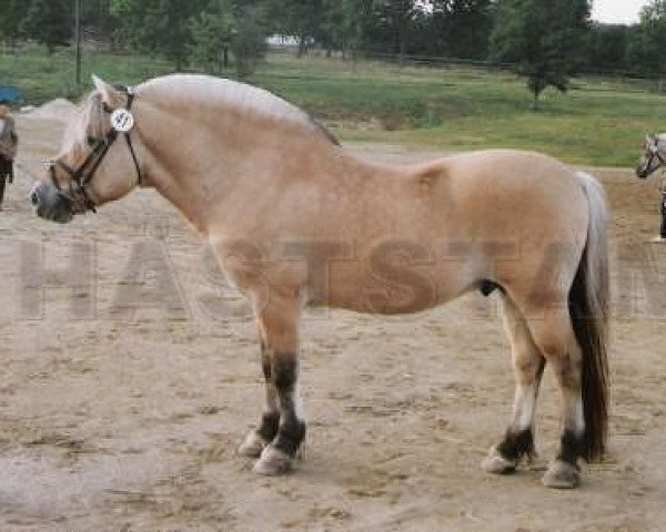 stallion Peron N.1830 (Fjord Horse, 1976, from Rollo N.1714)