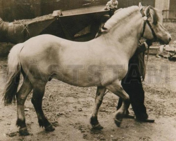 stallion Hildemar (Fjord Horse, 1947, from Breimar N.1202)