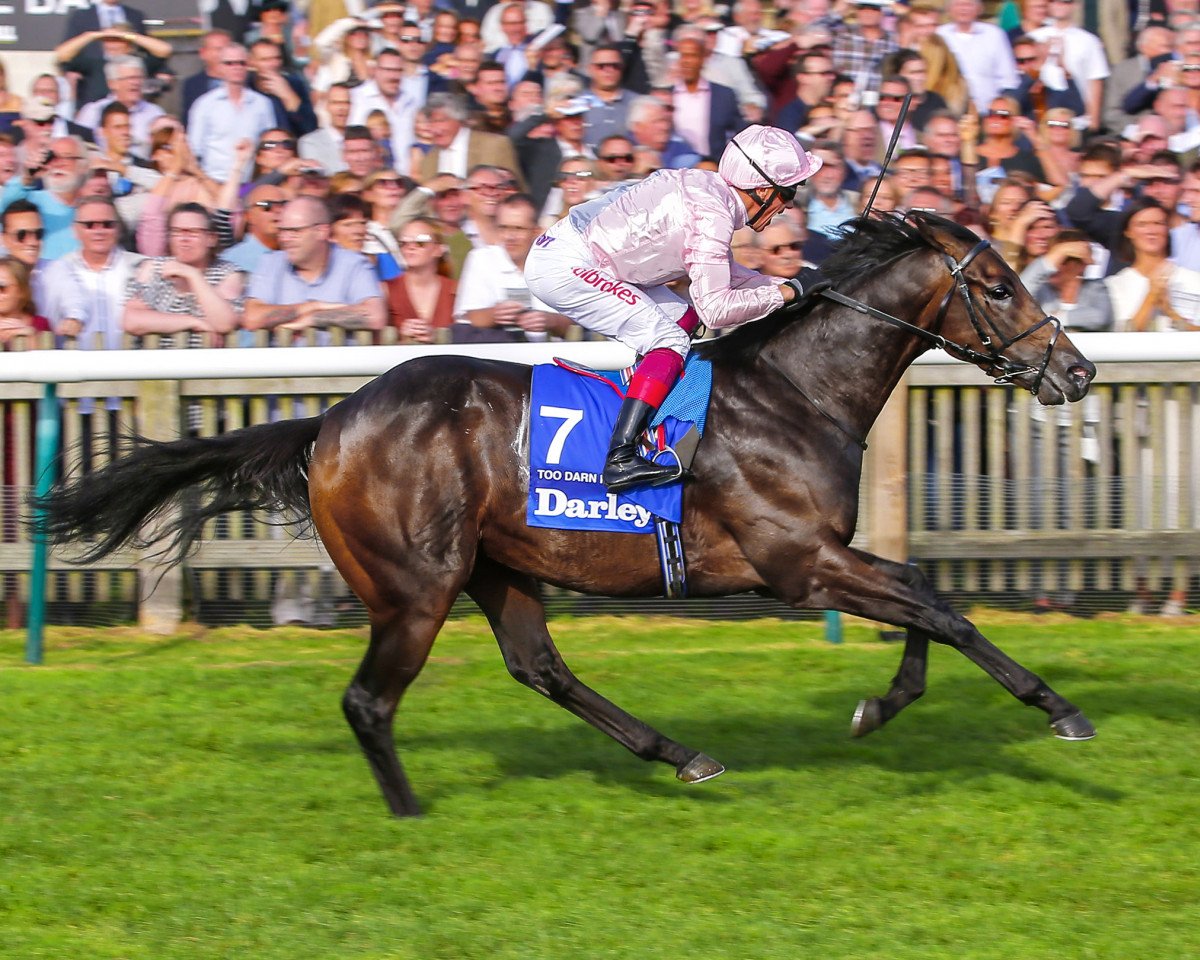 stallion Too Darn Hot xx (Thoroughbred, 2016, from Dubawi xx)