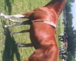 broodmare Shyla Fox (German Riding Pony, 1994)